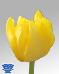 Tulip Royal Virgin Holland