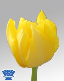 Tulip Royal Virgin Holland
