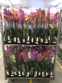 Phal 1-tak A2 Mareel Mix 12/55