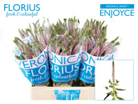 Veronica Smart Enjoyce