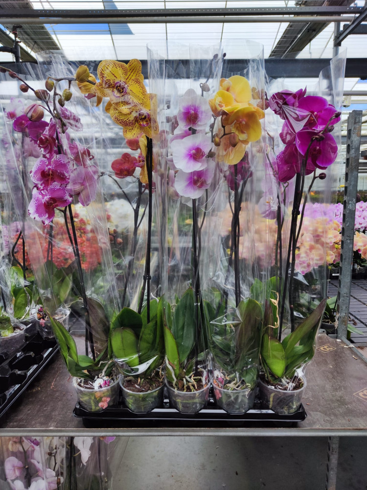 Phal A2 1-tak Phalaenova Mix 12/80