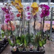 Phal A2 1-tak Phalaenova Mix 12/80 - IMG-20230807-WA0004
