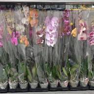 Phal A2 1-tak Phalaenova Mix 12/80 - зображення_viber_2025-05-23_12-37-44-975