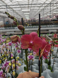 Phal 2-tak Dark Pink Phalaenova 12/65