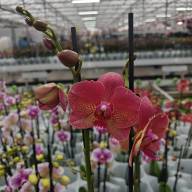Phal 2-tak Dark Pink Phalaenova 12/65 - IMG-20241021-WA0056