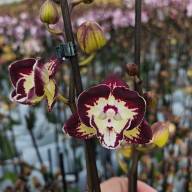 Phal 2-tak Dark Pink Phalaenova 12/65 - IMG-20241010-WA0019
