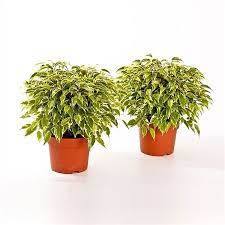 Ficus Be Kinky 12/25