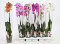 Phal A2 1-tak Sion Multi Mix  9/35