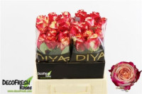 Rose Chapeau 60 sm