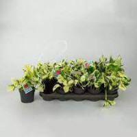 Epipremnum Pinn moss Stick 24/120