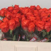 Rose Bright Torch 60 sm
