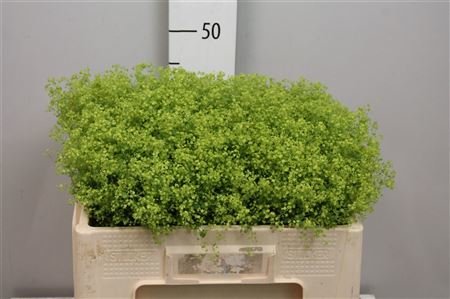 Alchem M Robustica