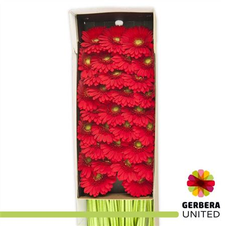 Ge Mi Red Jewel