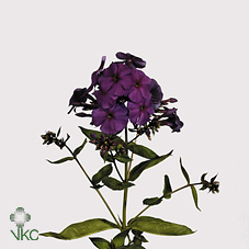 Phlox P Van Gogh