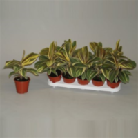 Cordyline Chocolade Queen (decorum)
