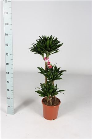 Dracaena Frag Compacta 60-30-15 (grower)
