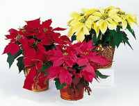 Euphorbia Chr F Red 22/48