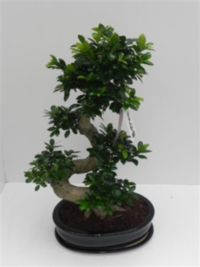 Ficus Mi Ginseng Schaal + Schotel