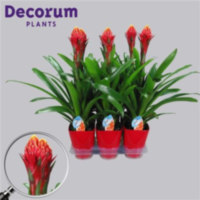 Guzmania Torch Rood Luxe Keramiek (decorum)