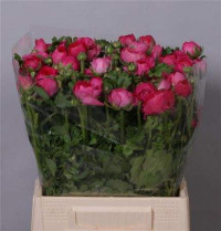 Ranunculus Elegance Yellow