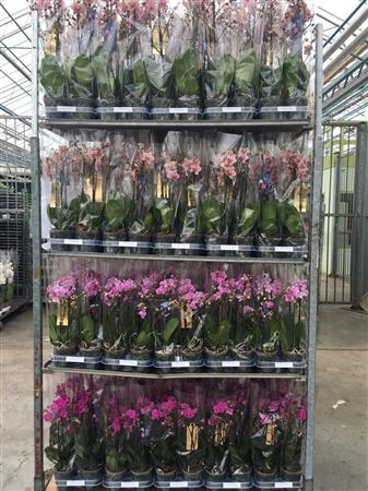 Phal A2 2-tak Multiflora Ter Laak