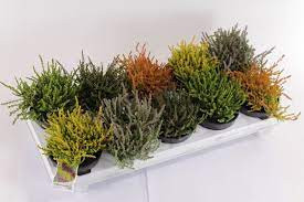 Calluna Veronique 12/20
