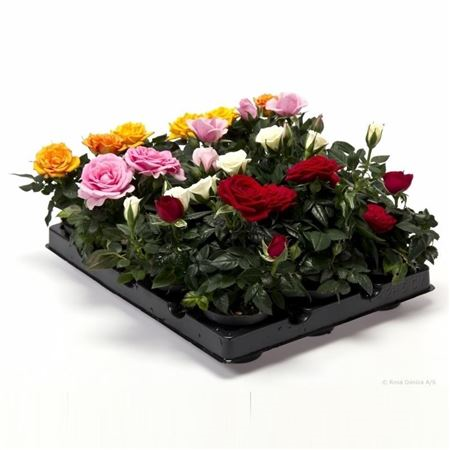 Rosa Mini Mix (clock)