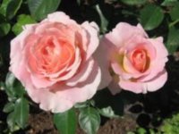 Rose Victori Dream 60 sm
