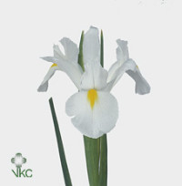 Iris White Magic HollandX50