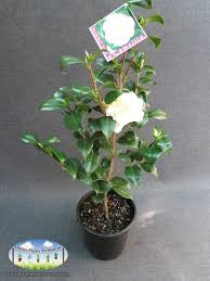 Calluna Quattro 11/17