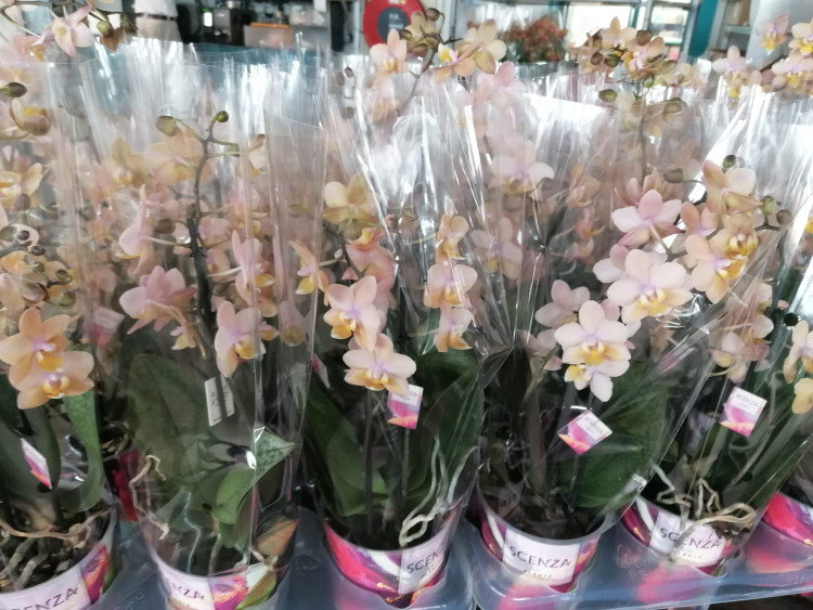 Phal 2-tak Scenza Mix 12/45