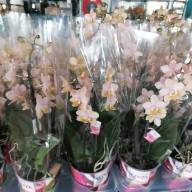 Phal 2-tak Scenza Mix 12/45 - IMG-20230915-WA0007
