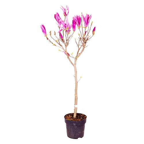 Magnolia Susan Lila 19/65
