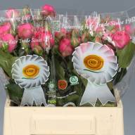 Spray Piano Freiland Pink 40 sm - Spray Piano Freiland Pink 30 sm