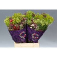 Bq Cape Greenmix