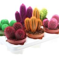 Cactus Rainbow Mix (rc12003) 12/20 - 20230824_071910