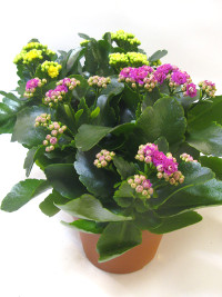 Kalanchoe African June 12/27