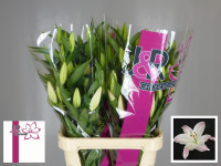 Lilium S Lf Watch UpX 10 Holland