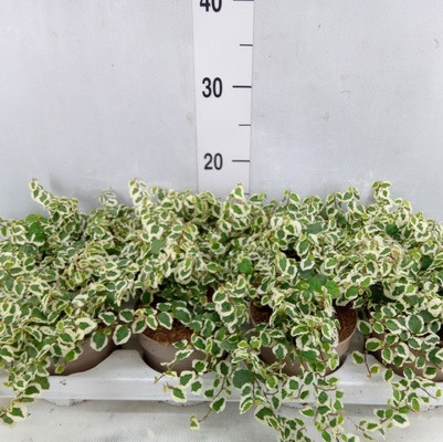 Ficus Pumila Belle Sunny 9