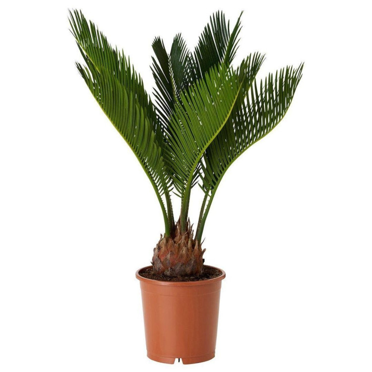 Cycas Revoluta 19/100