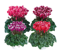 Cyclamen Tianis 11/20