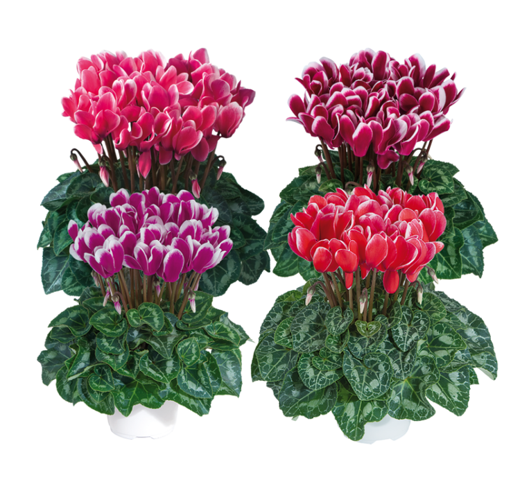 Cyclamen Tianis 11/20