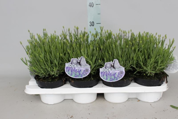 Lavandula Hidcote 510/20