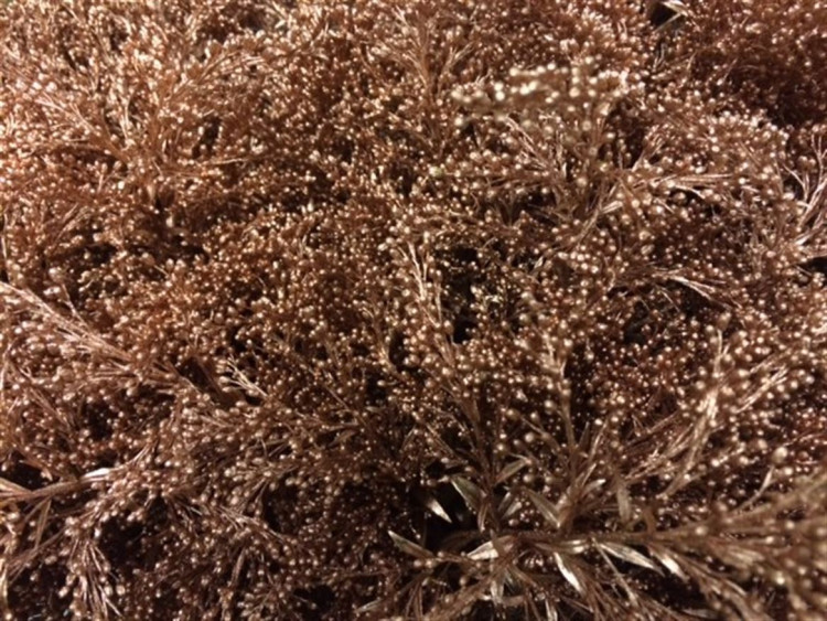 Solidago Koper 80 sm