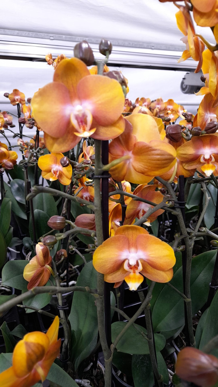 Phal 2-tak Pumpkion 12/55