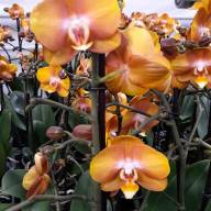 Phal 2-tak Pumpkion 12/55 - IMG-20230808-WA0000