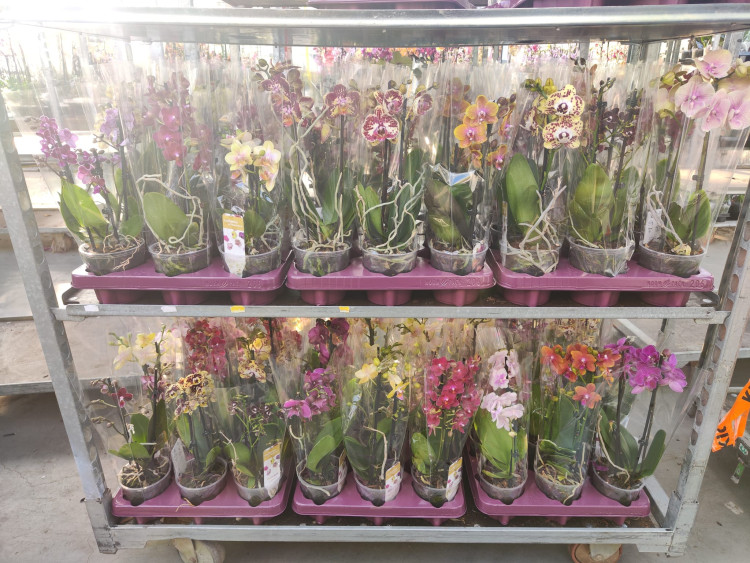 Phal Phalaenova Multi Mix 12/40