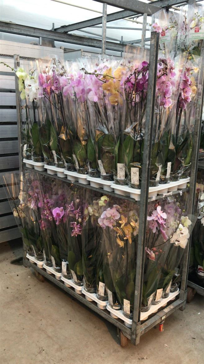 Phal 1-tak VG Mix 12/55 А2