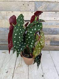 Begonia Bel Mix 17/35