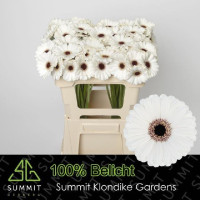Gerbera Mini Snoopy White X30 Holland